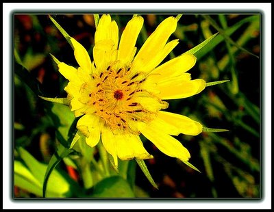 Wild Flower!