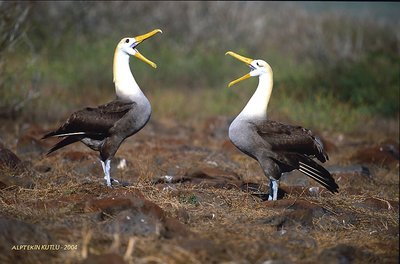 Dances of the albatrosses
