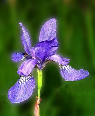 Iris Glow