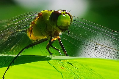 Green dragonfly