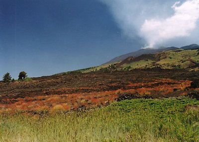 Fiori di Lava - Etna