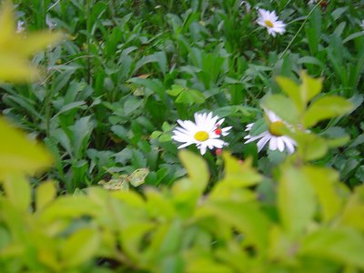 flores