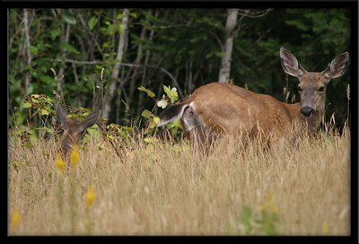 deer and baby