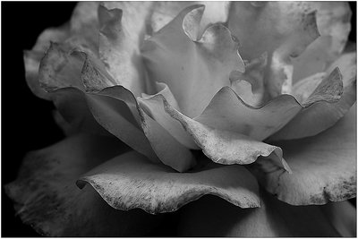 BW ROSE