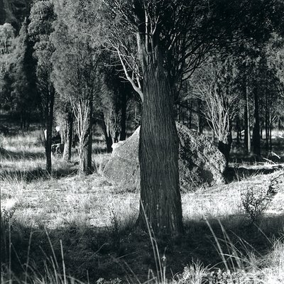 Fenced Rock Yarrawa