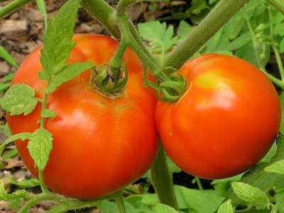Tomatoes in my backyard.