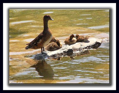 Mother Duck and Ducklings!