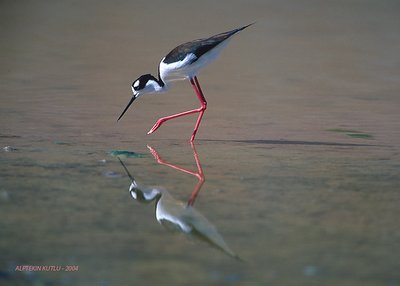 Black-necked Stilt