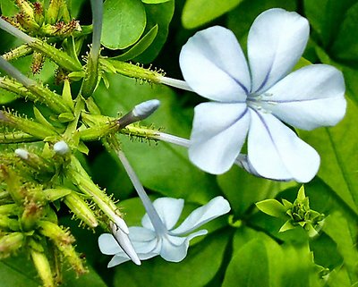 Another Point of View - Plumbago