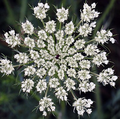 Queen-Anne-lace