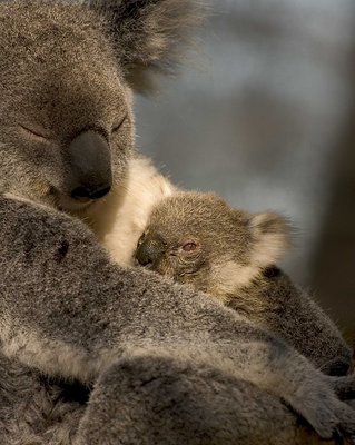 Koala Mother & Child