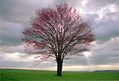 tree and light