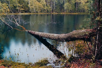 Forest lake in rainy day