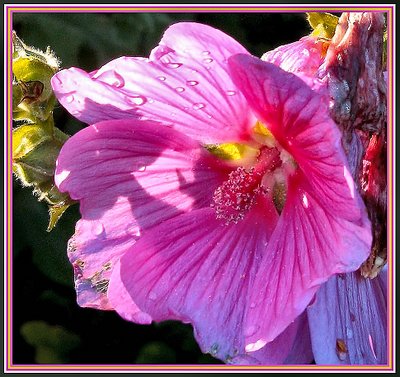 Hibiscus in the rain