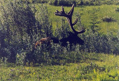 elk at rest