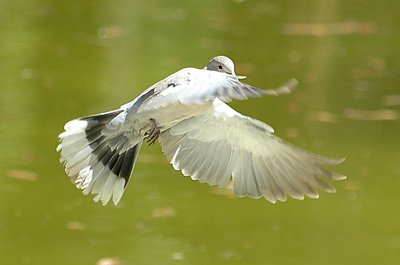 Flying pigeon