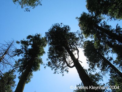 Reaching For The Sky