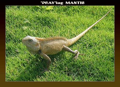 "PRAY"ing MANTIS