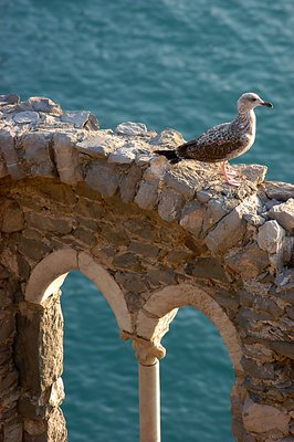 Ligurian Seagull
