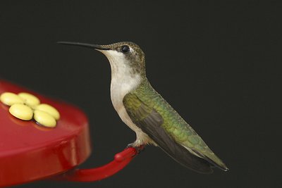 Hummingbird