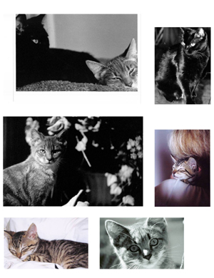 pet collage #3