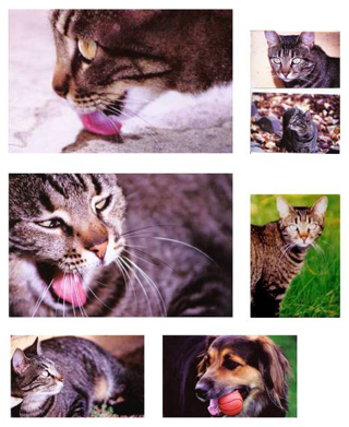 pet collage #2