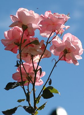 Roses and the bee