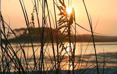 Sea Oats by the Grove