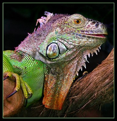 Iguana Beauty