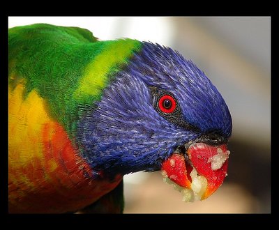 Rainbow Lorikeet! again