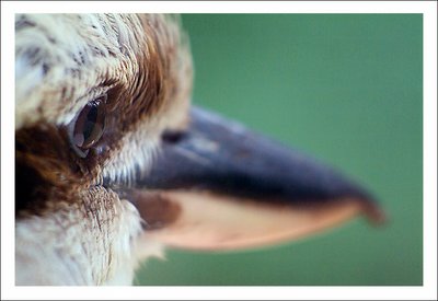 Kookaburra Portrait