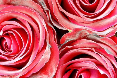Rosey Roses...