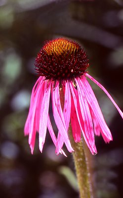 Coneflower in the Morning