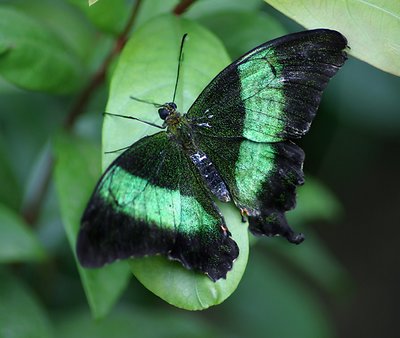 Emerald Swallowtail