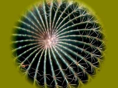 ball shaped cactus......