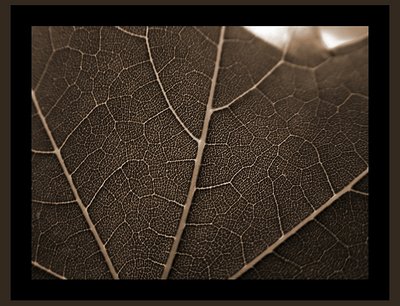 Detail of an Ordinary Leaf 2