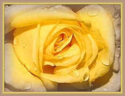 Yellow rose