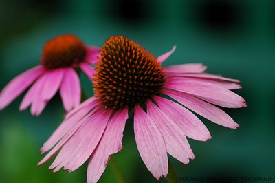 Echinacea's Beauty