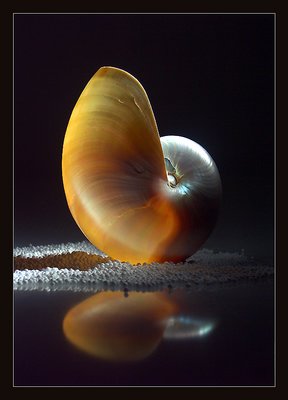 [ seashell ] 