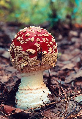 The red mushroom