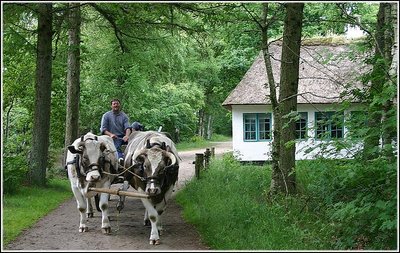 Oxcart on the road.