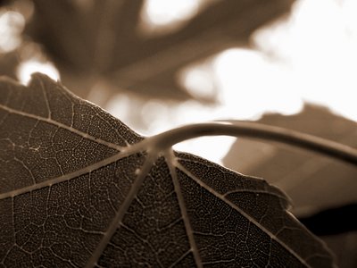 Detail of an Ordinary Leaf 3