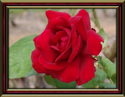 The Rose!