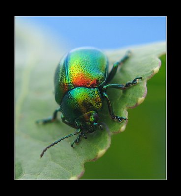 beetle...