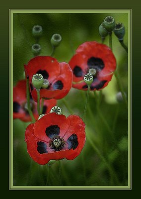 Poppies