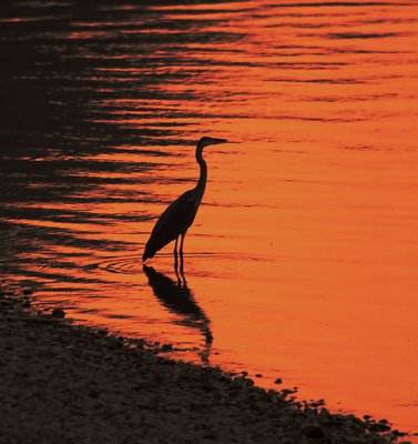 Sunset with the grey heron