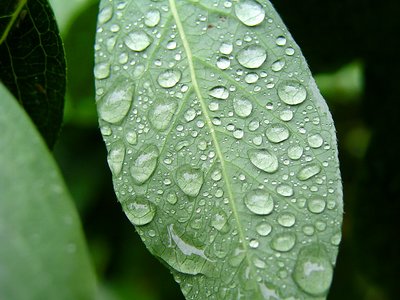 Leaves and water 1