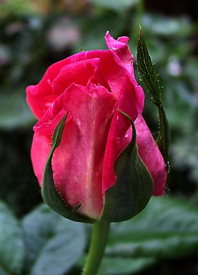 Pink Rose Bud