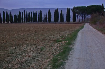 Cyprus Trees