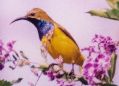 Sunbird 2